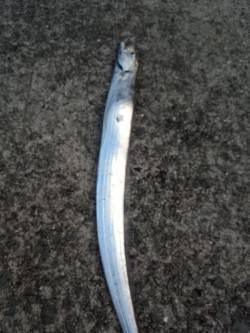 大津川河口高場　早朝の時合のワインドでタチ…