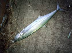 太刀魚を狙いに岸和田の波止へ、人生初のサワ…