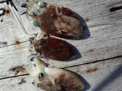 栖原の筏　何とかコウイカ3バイ…今年アオリ…