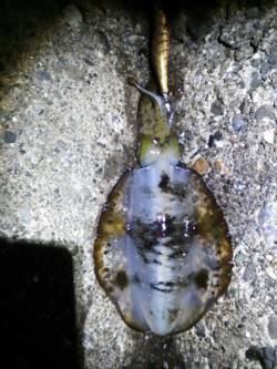 牛ヶ首周辺　強風の中粘った末にアオリイカ3…