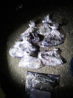 有田方面から三尾川までエギングでランガン　…