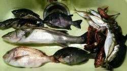 淡路島・佐野　電気ウキ釣りでハネ・マダイな…