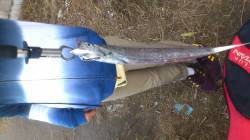 南港　ワインド釣行もタチウオは〜60cmま…