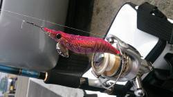 小島漁港の内向きでエギング　アタリは沢山ア…