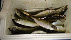 早朝の春木ベランダ　サビキでアジ入れ食いで…