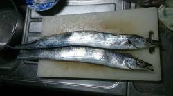 岸和田港でレギュラーサイズの太刀魚2匹ゲッ…