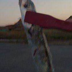 春木ベランダにて明け方に指3本半までのタチウオを3匹