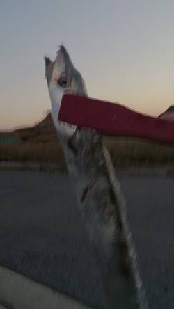 春木ベランダにて明け方に指3本半までのタチ…