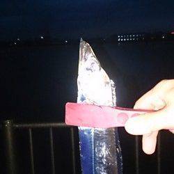 岸和田　早朝の時合いにタチウオ2本☆