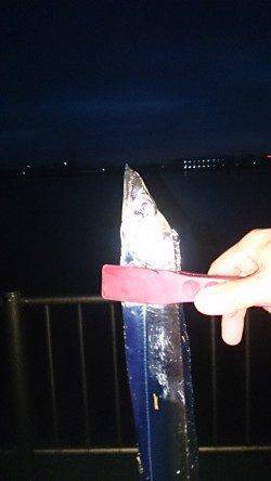 岸和田　早朝の時合いにタチウオ2本☆