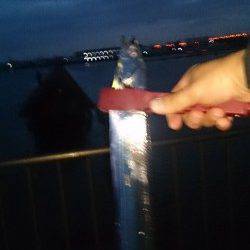 岸和田　早朝の時合いにタチウオ2本☆