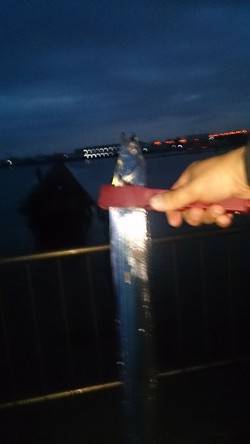 岸和田　早朝の時合いにタチウオ2本☆