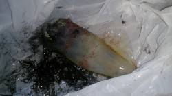 とっとパーク小島にてエギング　閉園間近に小…