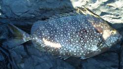 すさみ地磯に釣行　木っ端グレは沢山釣れるが…