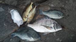 潮吹岩の地磯に釣行してきました　フカセでグ…