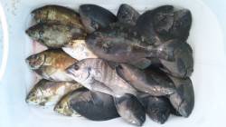 濱ノ瀬漁港　フカセ釣りでグレ・アイゴ・チヌ…