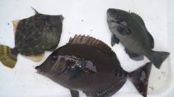 田杭周辺の地磯でカワハギ・グレなどの釣果　…