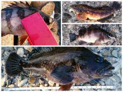 食コン　和歌山向きテトラでライトゲーム〜ア…