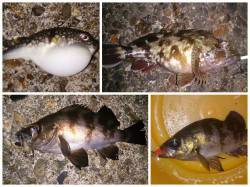 泉佐野　メバリングでメバル・ガシラの数釣り…