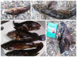 昼頃から佐野川尻にエントリー　ライトタック…