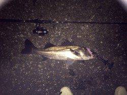 南芦屋浜　サヨリパターンでシーバス攻略　57cm&60cmをキャッチ