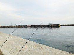 垂水漁港　投げ釣りで30㎝近くのカレイ！　シーズン到来を感じました