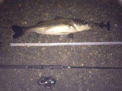 南芦屋浜　サヨリパターンでシーバス攻略　57cm&60cmをキャッチ