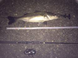 南芦屋浜　サヨリパターンでシーバス攻略　5…