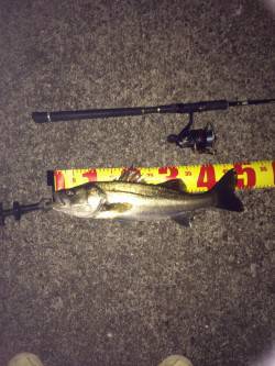 南芦屋浜でシーバスゲーム　サヨリパターンで…