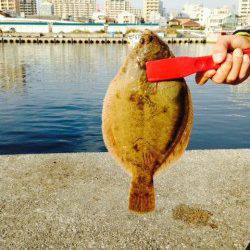 垂水漁港　投げ釣りで30㎝近くのカレイ！　シーズン到来を感じました