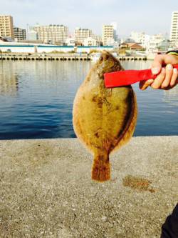 垂水漁港　投げ釣りで30㎝近くのカレイ！　…