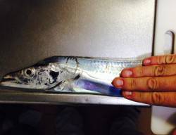 岸和田　ウキ釣りでのタチウオ狙いはF4サイ…