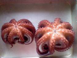 浅茂川周辺　オクトパッシングでタコ2杯