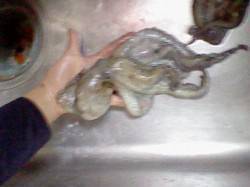 浅茂川　タコテンヤにプラカニ・魚の皮を付け…