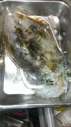 須磨にて墨跡発見☆からのエギング…1パイで…