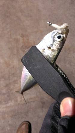 須磨にて初アジング　初心者は常夜灯から…豆…