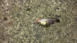 丹生でメバル&アジ　アタリを楽しむ…