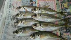 アジング修行に北港南向きエリアへ　小さめの…