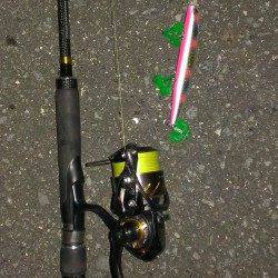 貝塚周辺にて良型シーバスヒット♪　何度かエラ洗いするもタモ入れ成功