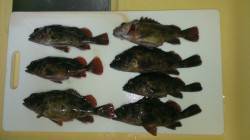 りんくうメバリング　ボトムを叩いてガシラの…