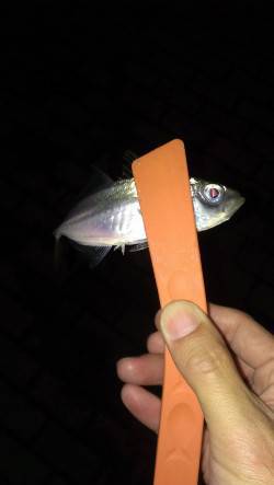 神戸港でアジング　活性は悪くない感じです