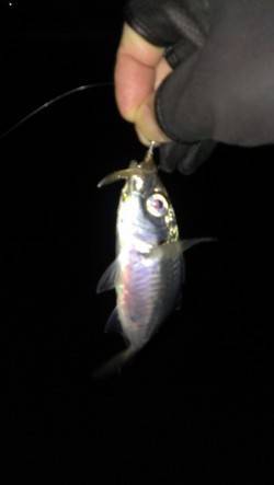 神戸港周辺アジング　かなり寒くなりましたが…