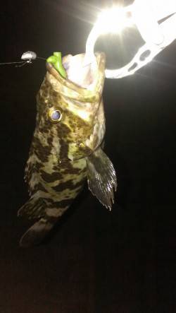 神戸港アジングまだ行けそう！　アジ・タケノ…