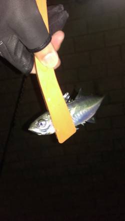 神戸港アジング　アジはジグヘッド丸呑みの高…