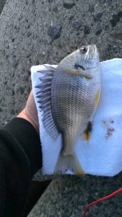 フカセ釣りで小型のチヌ　大津川南側テトラ付…