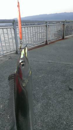 西宮浜　ワインド＆サーベリングでタチウオ3…
