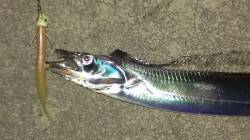 中島川河口　ワインド1投目シーバスhitも…