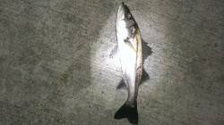 シーバス狙いに左門殿川へ　テクトロして明暗…