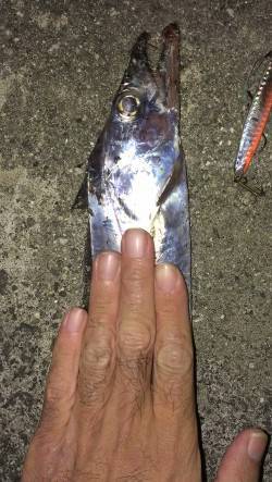 尼崎周辺　ルアーでタチウオ第１投にいきなり…