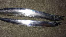 尼崎　カタクチの回遊なくジグにアタリなし　…